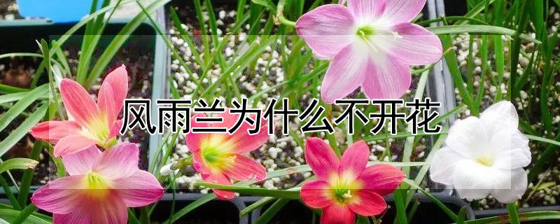 風雨蘭為什麼不開花