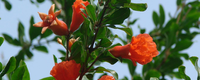 5月可以種植什麼樹苗