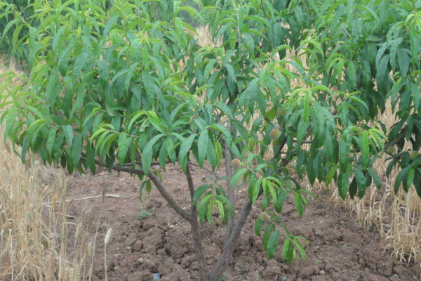 5月可以種植什麼樹苗