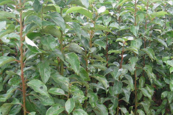 5月可以種植什麼樹苗