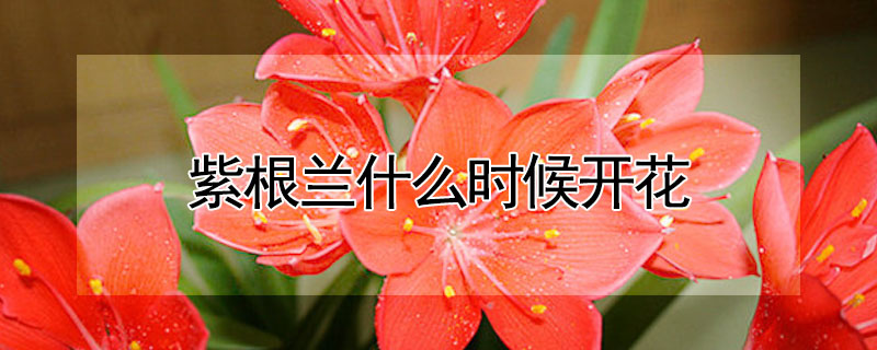 紫根蘭什麼時候開花