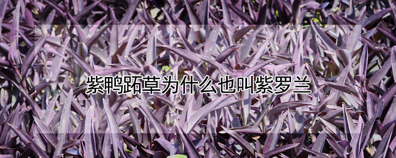 紫鴨蹠草為什麼也叫紫羅蘭