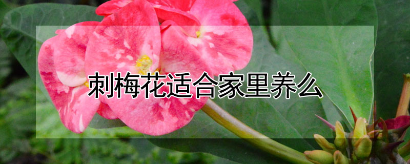 刺梅花適合家裏養麼