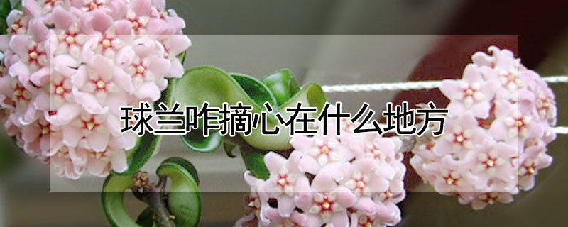球蘭咋摘心在什麼地方