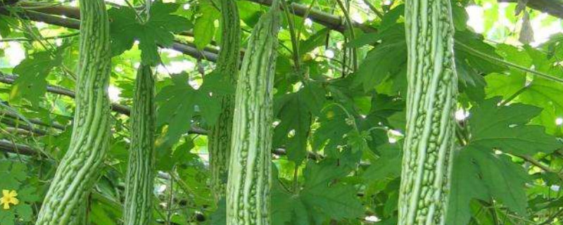 苦瓜怎麼種植