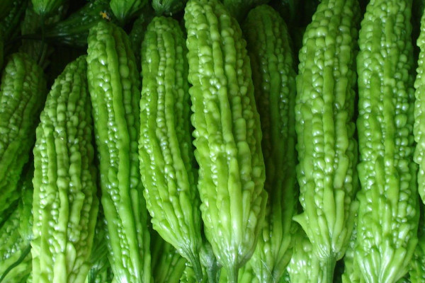苦瓜怎麼種植
