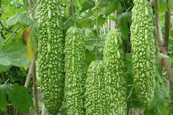 苦瓜怎麼種植