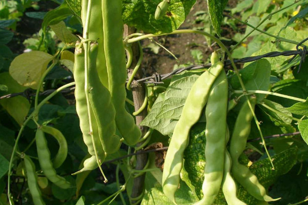 大蒜下茬適合種植什麼