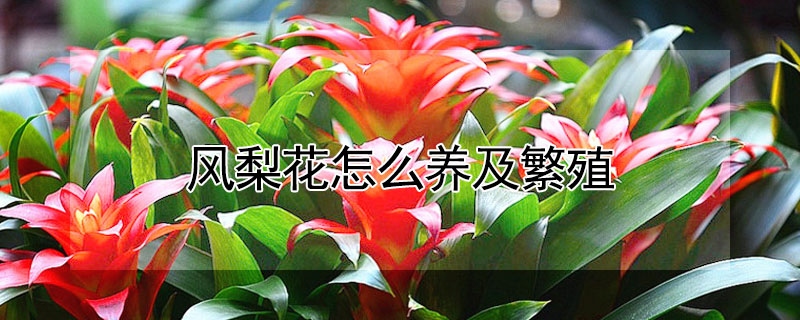 風梨花怎麼養及繁殖