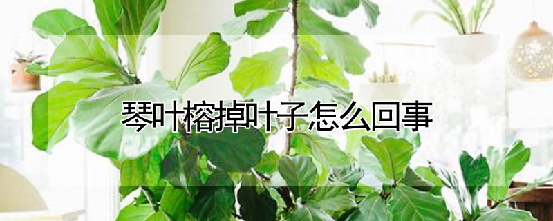 琴葉榕掉葉子怎麼回事