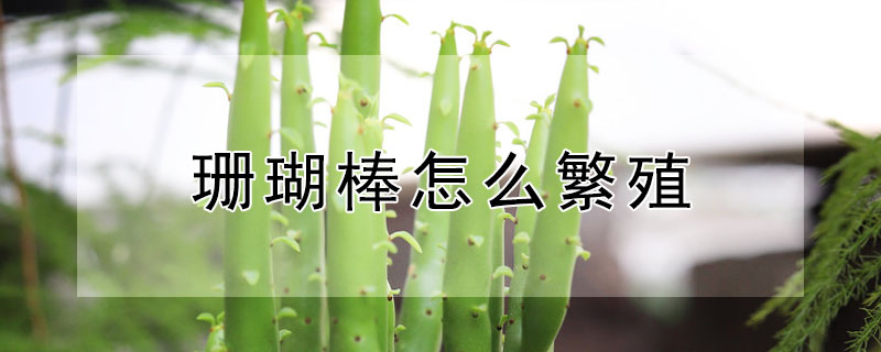 珊瑚棒怎麼繁殖