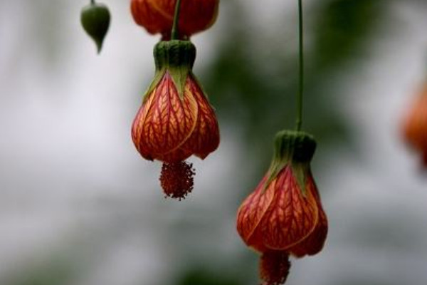 燈籠花掉葉子怎麼回事