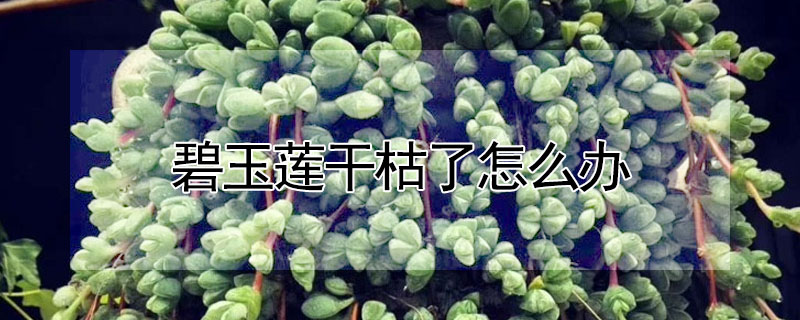 碧玉蓮幹枯了怎麼辦