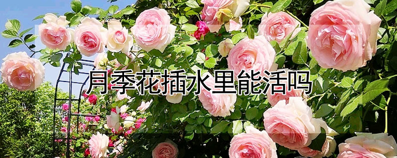 月季花插水裏能活嗎