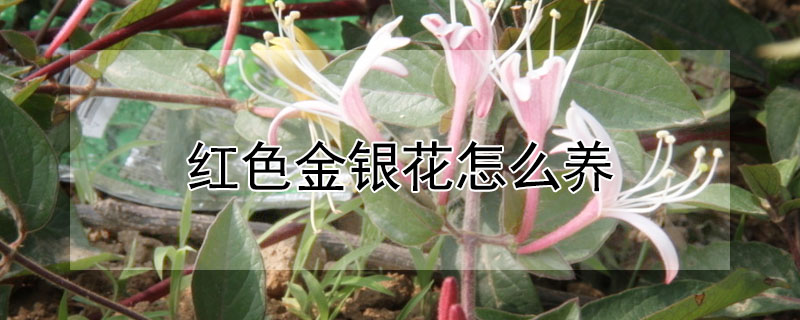 紅色金銀花怎麼養