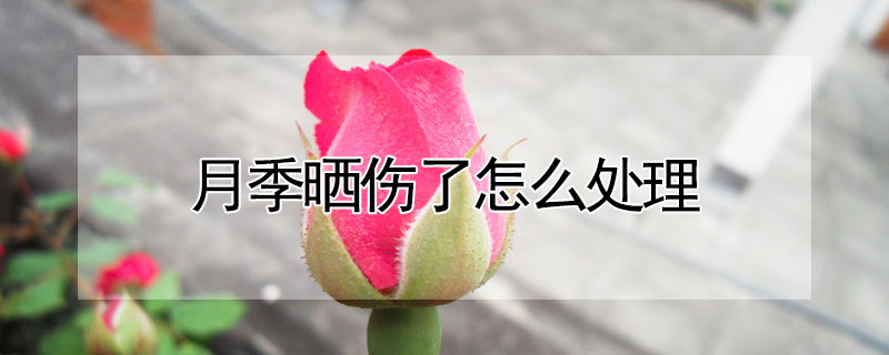 月季曬傷了怎麼處理