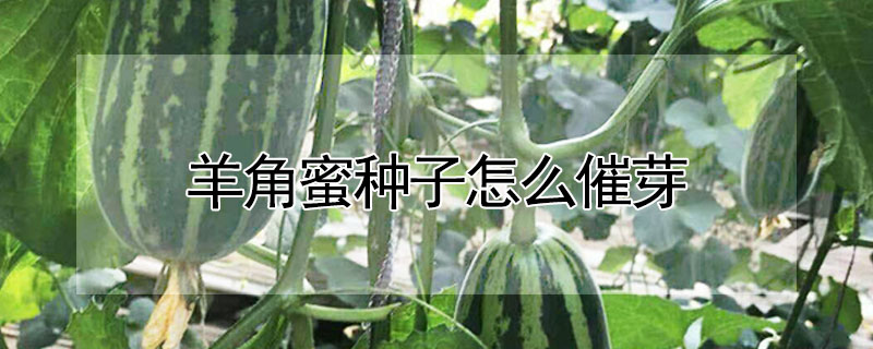 羊角蜜種子怎麼催芽