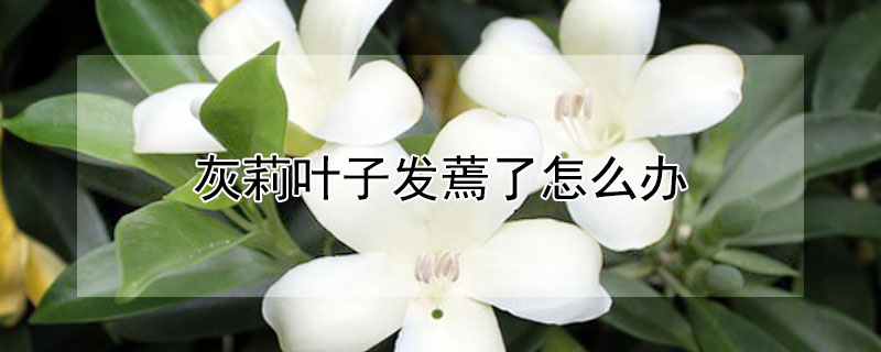灰莉葉子發蔫了怎麼辦