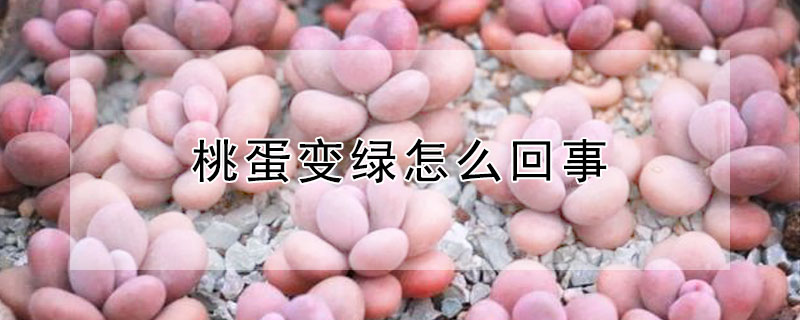 桃蛋變綠怎麼回事