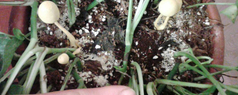花盆裏長白毛怎麼去除