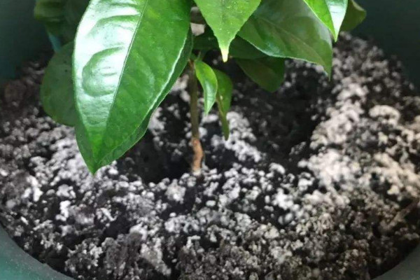 花盆裏長白毛怎麼去除