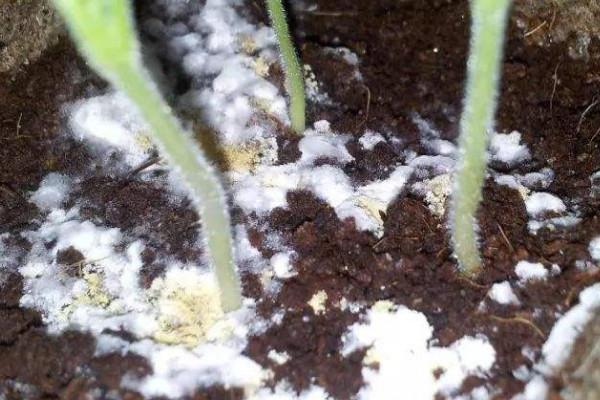 花盆裏長白毛怎麼去除