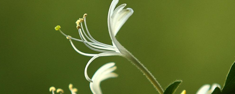 金銀花怎麼插才能活