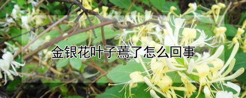 金銀花葉子蔫了怎麼回事