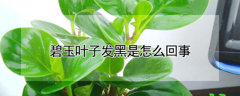 碧玉葉子發黑是怎麼回事