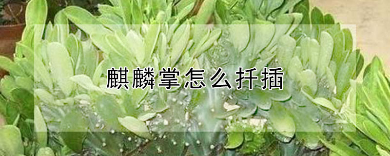 麒麟掌怎麼扡插