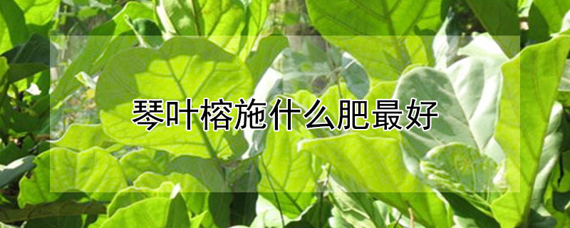 琴葉榕施什麼肥最好