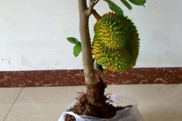 榴蓮盆栽能結果嗎