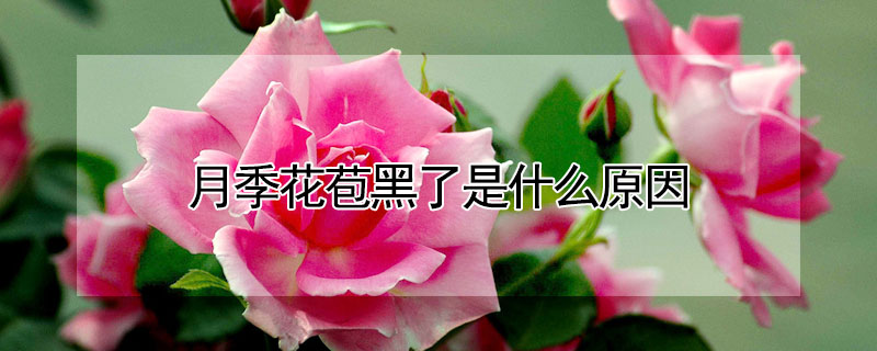 月季花苞黑了是什麼原因