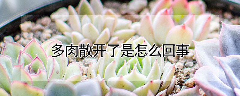 多肉散開了是怎麼回事