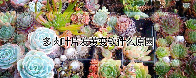 多肉葉片發黃變軟什麼原因