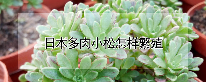 日本多肉小鬆怎樣繁殖
