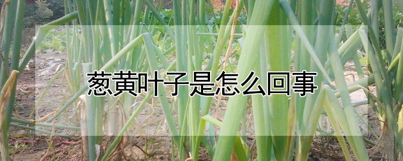 蔥黃葉子是怎麼回事
