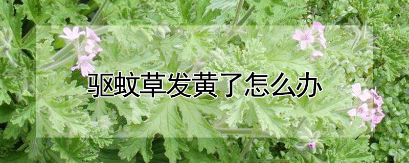 驅蚊草發黃了怎麼辦