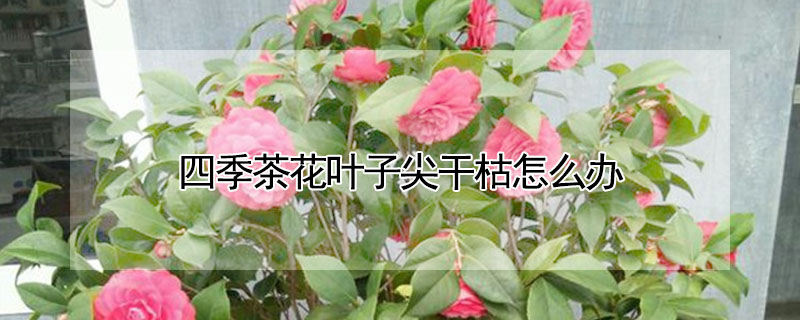 四季茶花葉子尖幹枯怎麼辦