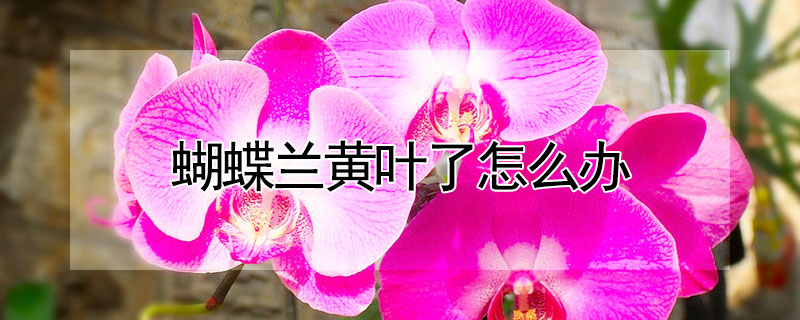 蝴蝶蘭黃葉了怎麼辦