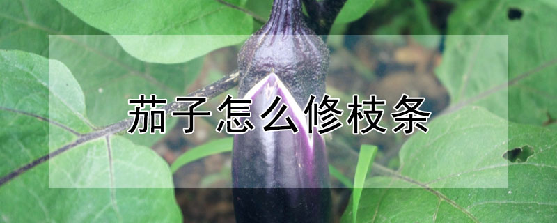 茄子怎麼修枝條