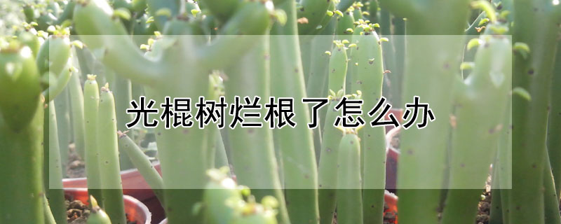 光棍樹爛根了怎麼辦