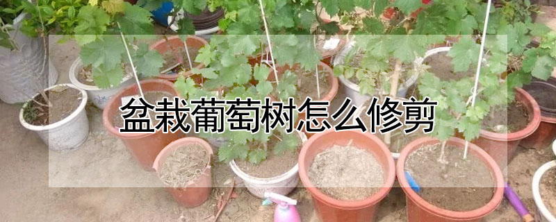 盆栽葡萄樹怎麼修剪