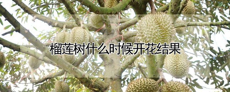 榴蓮樹什麼時候開花結果