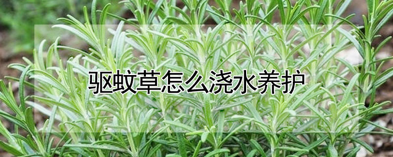 驅蚊草怎麼澆水養護