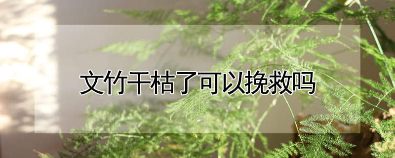文竹幹枯了可以挽救嗎