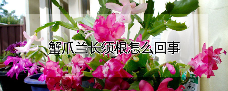 蟹爪蘭長須根怎麼回事