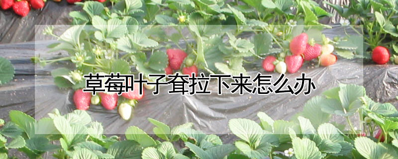 草莓葉子耷拉下來怎麼辦