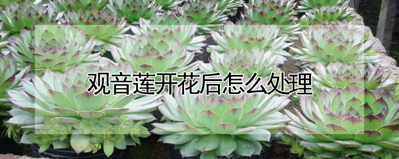 觀音蓮開花後怎麼處理