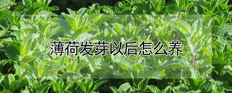 薄荷發芽以後怎麼養